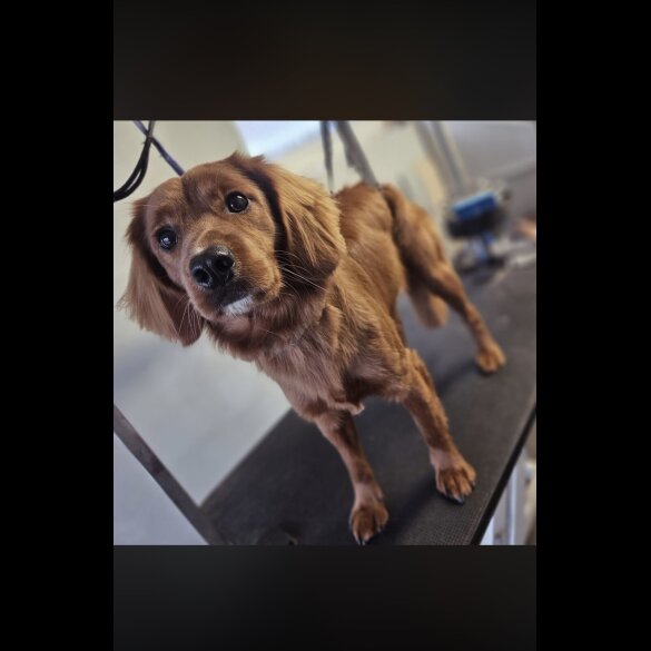 Cocker Spaniel (Working)
