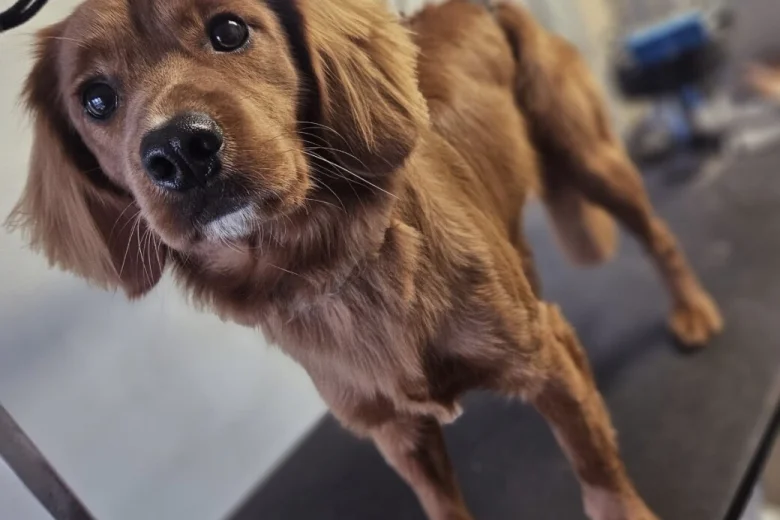 Cocker Spaniel (Working)