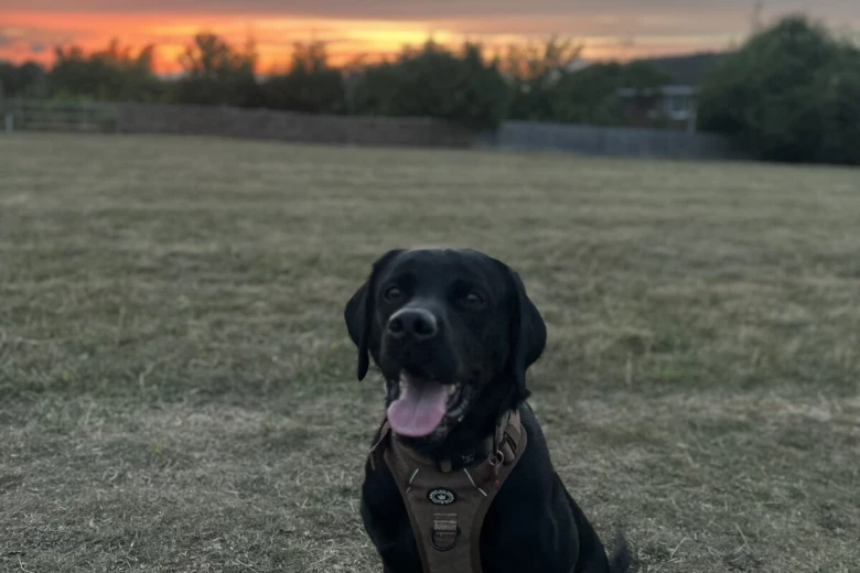 Labrador Retriever