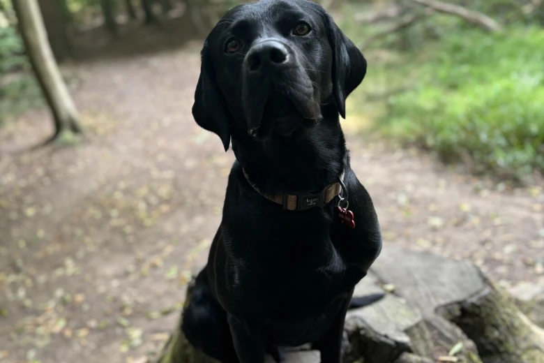 Labrador Retriever