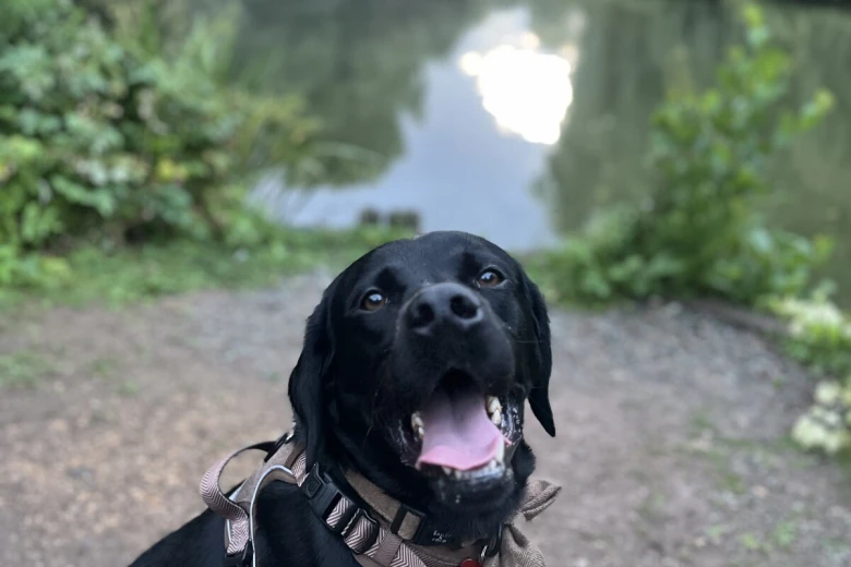 Labrador Retriever