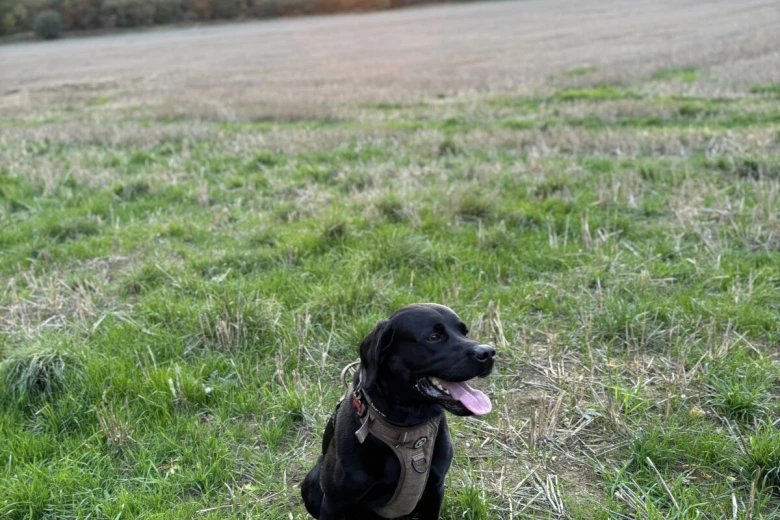 Labrador Retriever