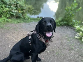 Labrador Retriever