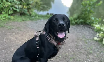 Labrador Retriever