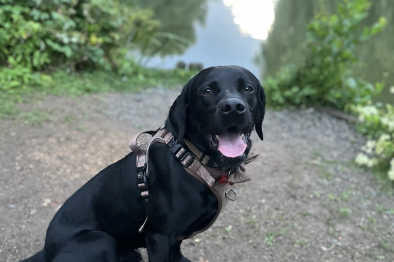 Labrador Retriever