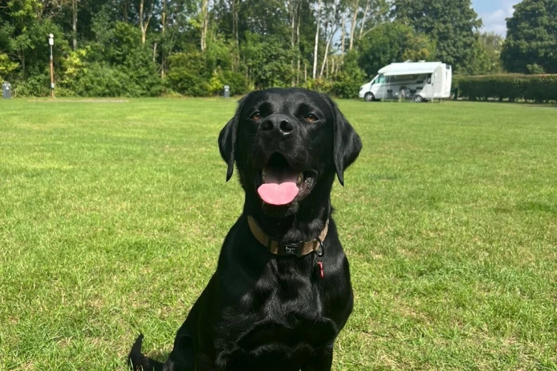 Labrador Retriever