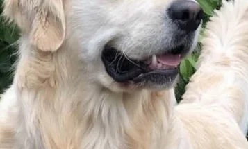 Golden Retriever