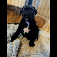 Cane Corso
