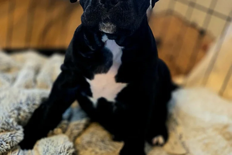 Cane Corso