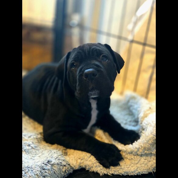 Cane Corso
