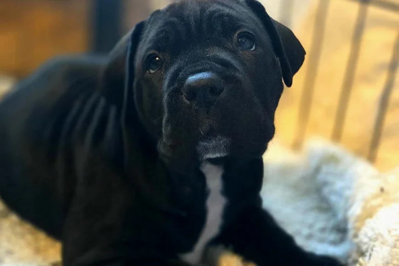 Cane Corso