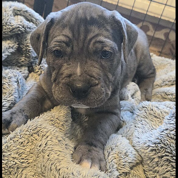Cane Corso