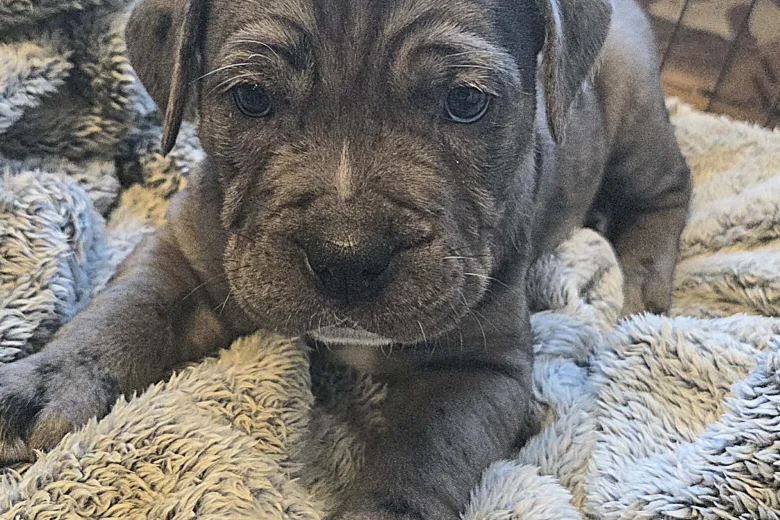 Cane Corso
