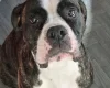 Cane Corso