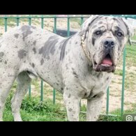 Cane Corso