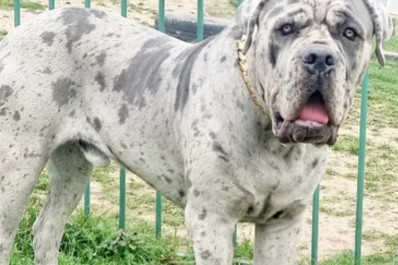 Cane Corso