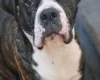 Cane Corso