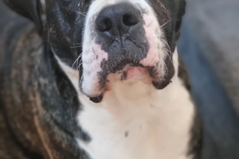 Cane Corso