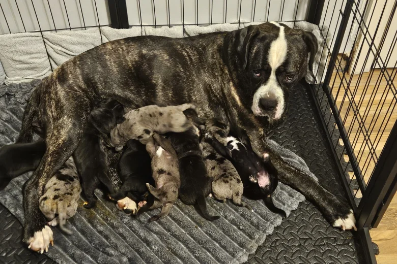 Cane Corso