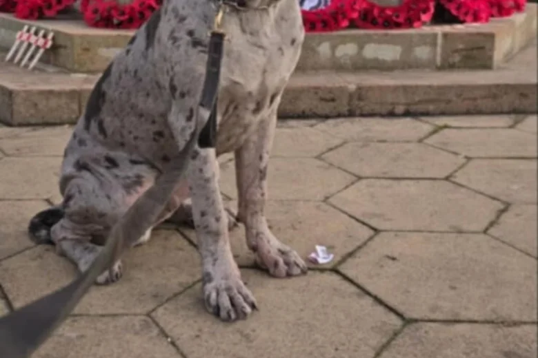 Cane Corso