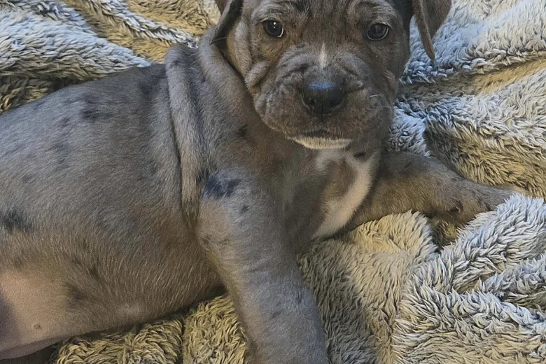 Cane Corso