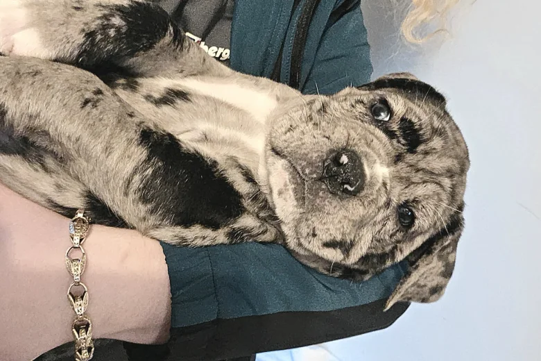 Cane Corso