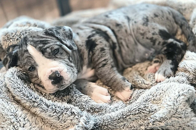 Cane Corso