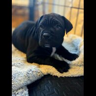 Cane Corso
