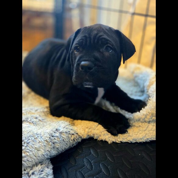 Cane Corso