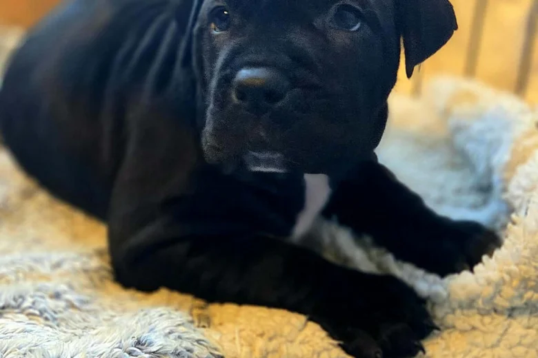 Cane Corso