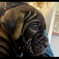 Cane Corso