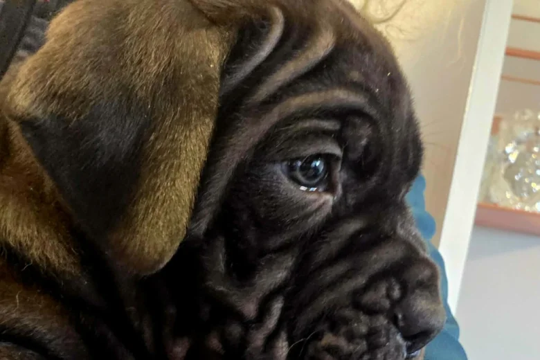 Cane Corso