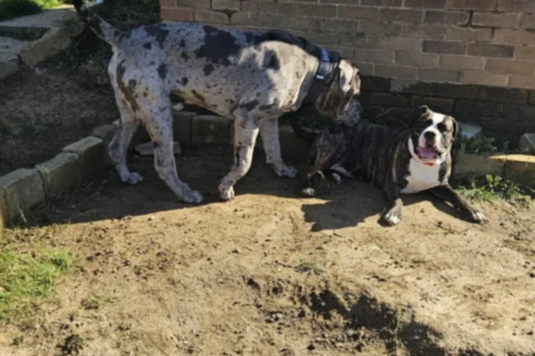 Cane Corso