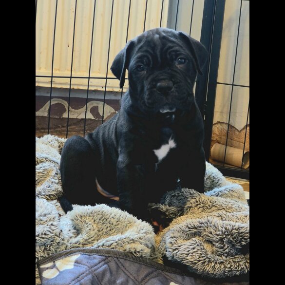 Cane Corso