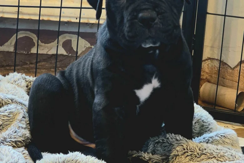 Cane Corso