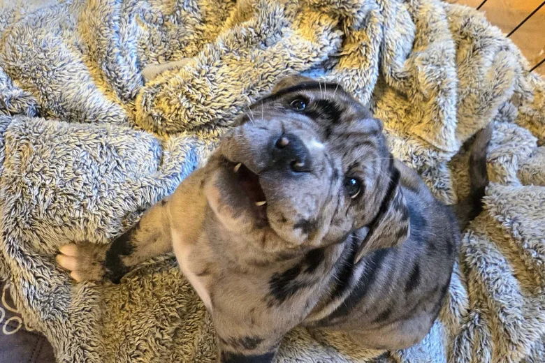 Cane Corso