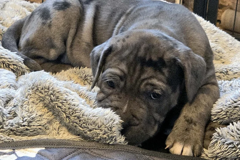 Cane Corso