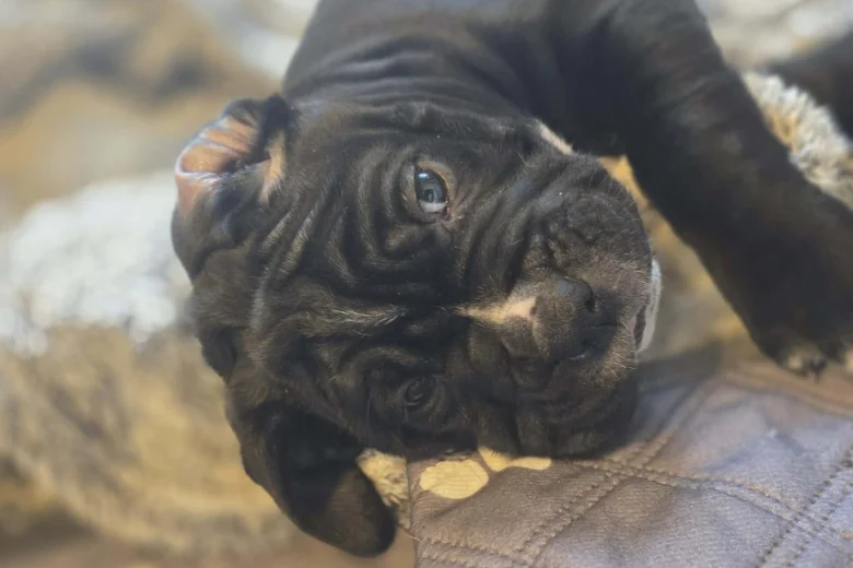 Cane Corso