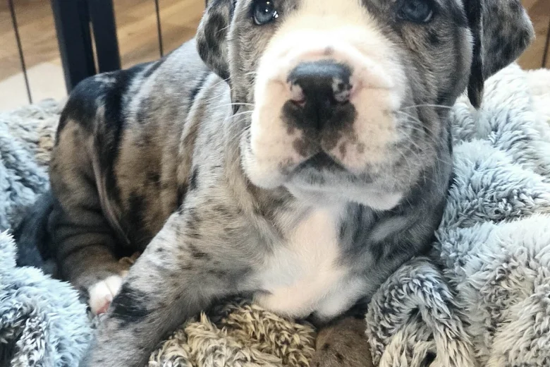 Cane Corso