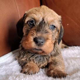 Dachshund (Miniature Wire Haired)