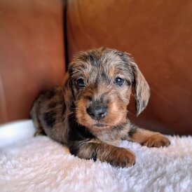 Dachshund (Miniature Wire Haired)