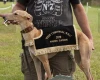 Whippet