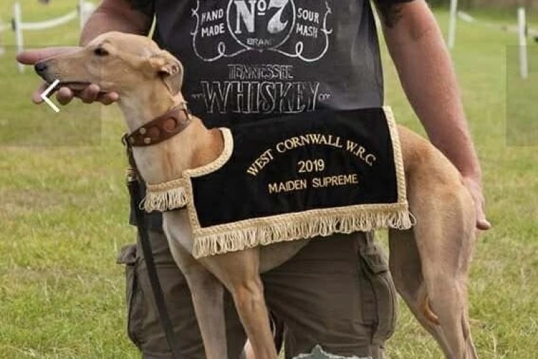 Whippet