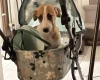 Whippet