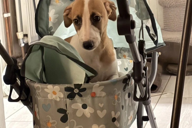 Whippet