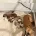 Whippet