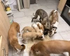 Whippet