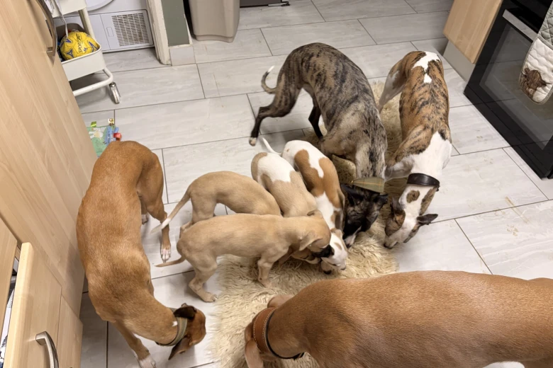 Whippet
