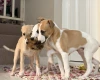 Whippet