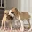 Whippet
